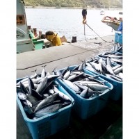 【高知県】天神セット