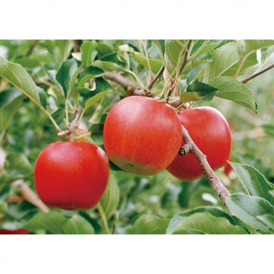 【北海道】ふじりんご 5㎏（お届け期間12月5日頃より順次）