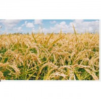 【北海道】岩見沢産　ゆめぴりか5kg（注文は12月7日（日）まで）