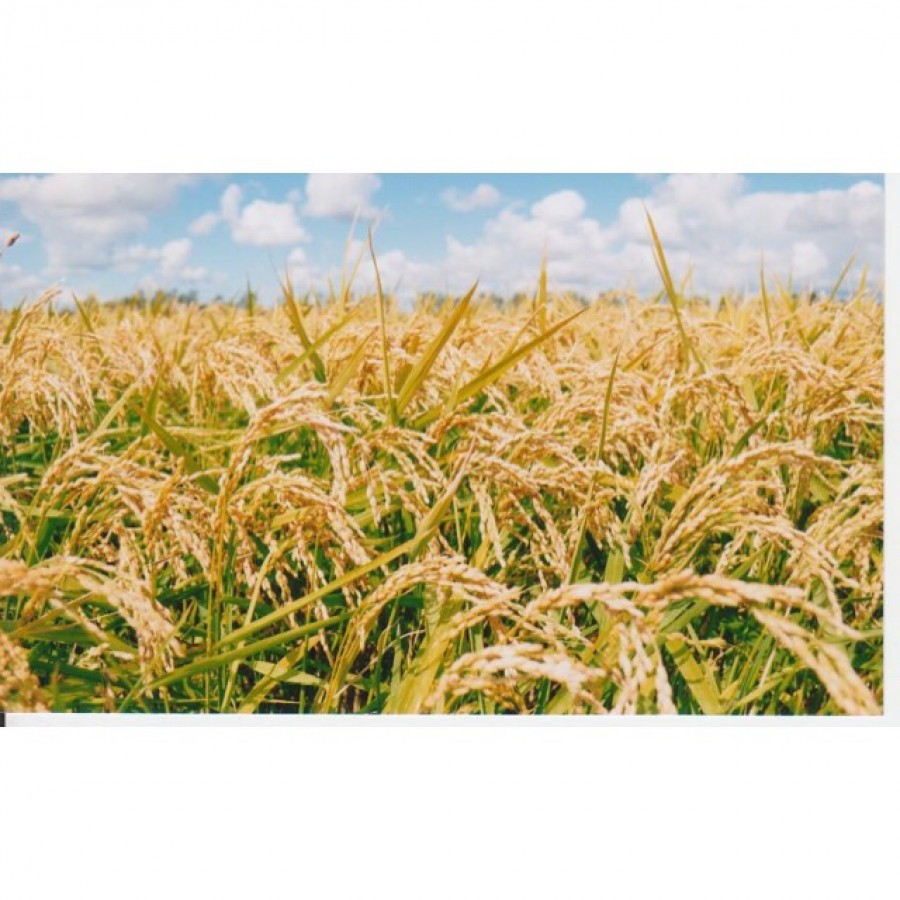 【北海道】岩見沢産　ゆめぴりか5kg（注文は12月7日（日）まで）