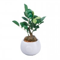 SC触媒加工 人工観葉植物 ミニ観葉 ガジュマル（フェイクグリーン）