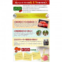 【熊本県】『塩トマトのようなフルーツトマト』 ソムリエミニトマト ダイヤ3㎏～季節商品10月末~6月末