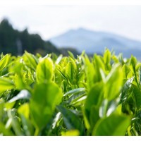 【鹿児島県】紫尾山麓　若蒸煎茶　上煎茶 ボトル付き