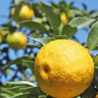 【高知県】無添加・無香料「高知の柚子ドリンク」6倍希釈