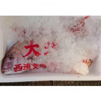 【福岡県】玄界灘からの贈り物～厳選の旬魚