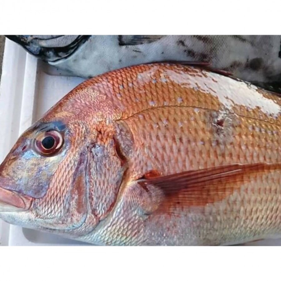 福岡県】玄界灘からの贈り物~厳選の旬魚 引き出物宅配サービス
