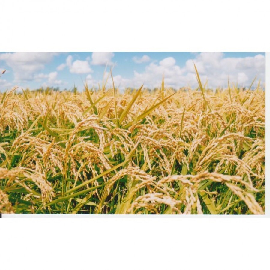 【北海道】栗山産特別栽培無洗米ゆめぴりか5kg（注文は12月7日（日）まで）